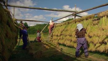Working in the field