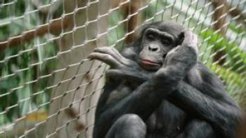 Human by Chance? Movie: Scene #1