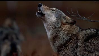 In the Company of Wolves: An American Journey movie: wolf howling against a blurred dark background.