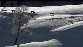 In the Company of Wolves: An American Journey movie: snowy landscape with four wolves walking in a line.