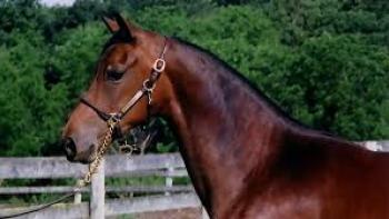 Justin Morgan Had a Horse Movie: Scene 3