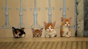 Kedi Movie: Scene #2