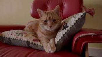 Kitty Love: An Homage to Cats Movie: Scene # 3