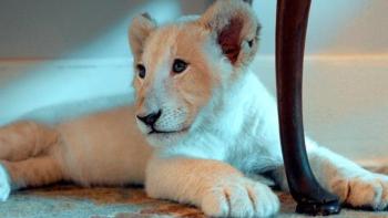 Lena and Snowball Movie: Scene One