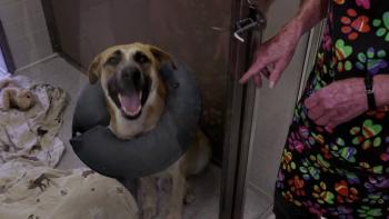 Life in the Doghouse Movie: Scene #2