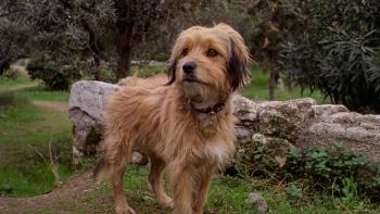 For the Love of Benji Movie: Our Hero, Benji