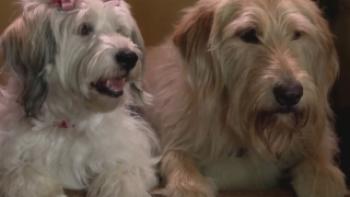 Lucky Dog Movie: Scene #1