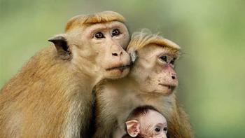 Monkey Kingdom Movie: Three little monkeys