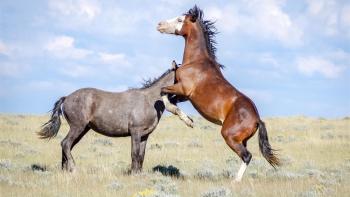 The Mustangs: America's Wild Horses Movie: Scene #1