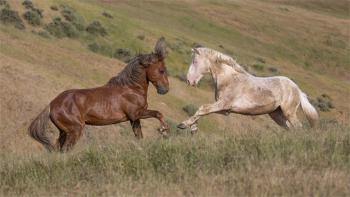 The Mustangs: America's Wild Horses Movie: Scene #3