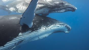 Ocean Souls-Movie-Scene #1