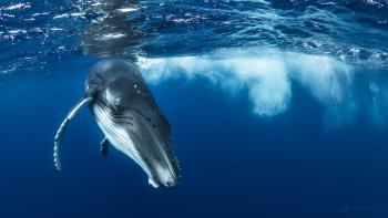 Ocean Souls-Movie-Scene #3