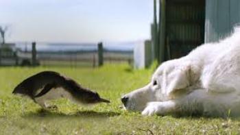 Oddball: White dog and penguin