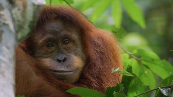 Orangutan: Orangutan looks at camera.
