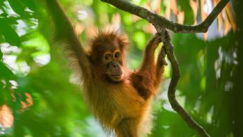 Orangutan: Orangutan swings from tree.