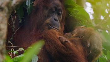 Orangutan: Orangutans captured on camera.