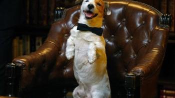 Millionaire Dog Movie: Scene #3