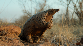 Pangolin: Kulu's Journey: Pangolin in profile.
