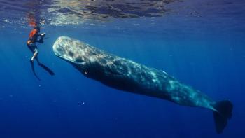 Patrick and the Whale: Patrick Dykstra and a whale.