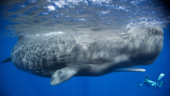 Patrick and the Whale: Underwater with whales.