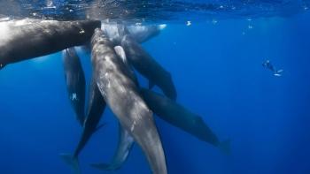 Patrick and the Whale: A group of whales convenes.