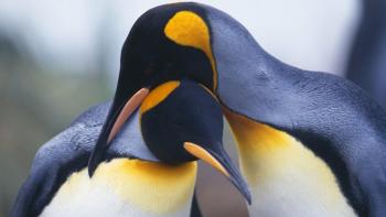 Penguins 3D Movie: Scene #1