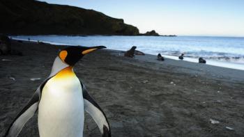Penguins 3D Movie: Scene #2