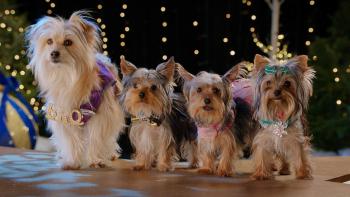 Puppy Star Christmas Movie: Brody and the Pups