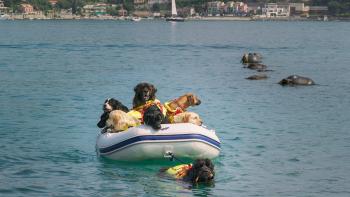 Superpower Dogs Movie: Reef, a water rescue Newfoundland with the Italian Coast Guard, on the Italian Riviera