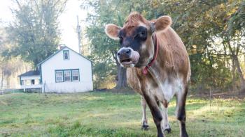 Sacred Cow Movie: Scene 1