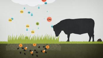 Sacred Cow Movie: Scene 3