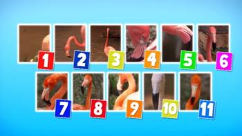 Animal 123's: Scene #1