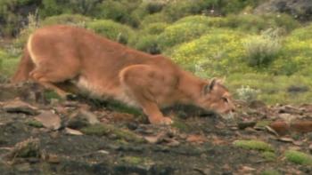 Mountain Lion: The Ghost Cat Movie: Scene #1