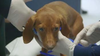 Second Chance Dogs Movie: Scene #3