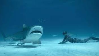 Shark Whisperer: Ocean Ramsey and shark