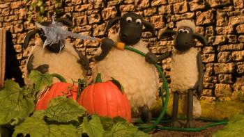 Shaun the Sheep—The Beast of Mossy Bottom: Sheep watering pumpkins next to a stone wall