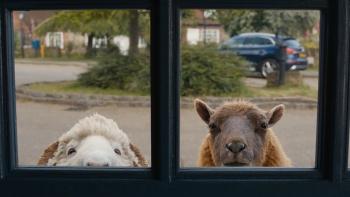 The Sheep Detectives Movie: Lily and Mopple look in a window