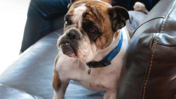 SK8 Dawg Movie: Scene #1