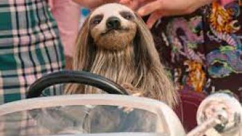 Slotherhouse scene 3: hands pet a sloth in a toy car