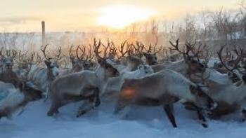 Stolen: a vast reindeer herd