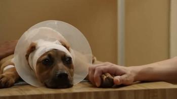 Susie's Hope Movie: Scene #2