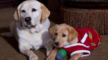 The Dog Who Saved the Holidays Movie: Scene #1