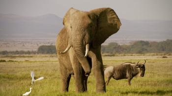 The Ivory Game Movie: Elephant