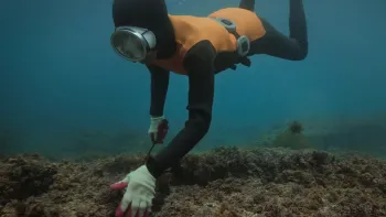 The Last of the Sea Women: A woman dives.