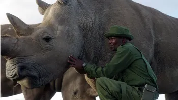The Last Rhinos: A New Hope: Rhinos with caretaker.