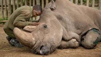 The Last Rhinos: A New Hope: Dying rhino.