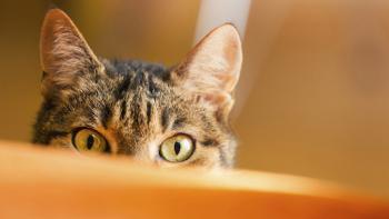 The Lion in Your Living Room Movie: Scene #1