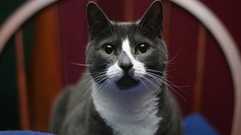 The Lion in Your Living Room Movie: Scene #4