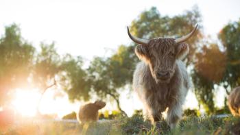 The Biggest Little Farm Movie: Scene #3