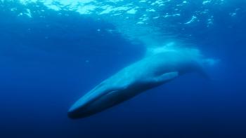 The Loneliest Whale Movie: Scene #1